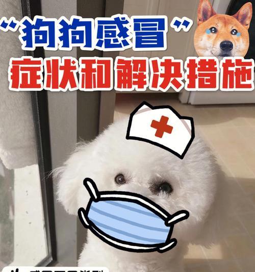 如何给你的拳师犬增肥（宠物食谱和增肥技巧）