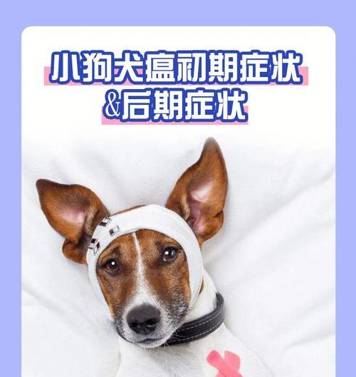 犬瘟热，小心宠物健康（了解犬瘟热的临床症状，提高宠物健康水平）