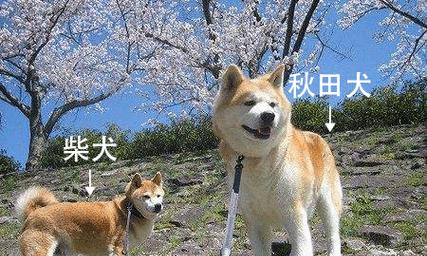 日本柴犬与秋田犬的区分剖析