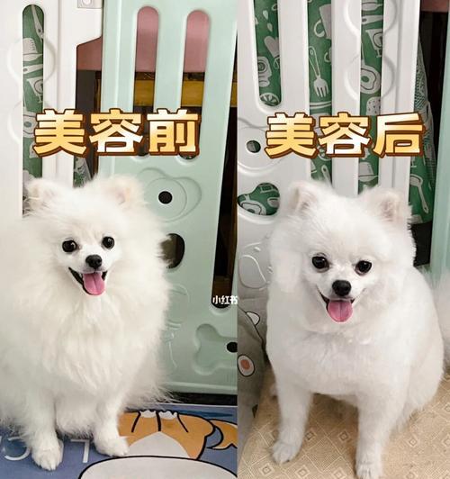 如何给你的博美犬进行美容？（让你的宠物更加可爱和健康）