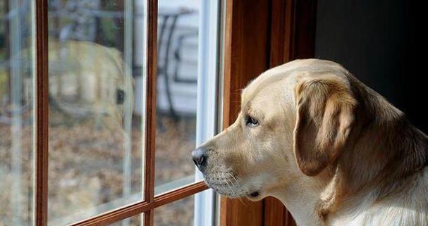 如何安全接近陌生犬只（掌握正确方法，和可爱宠物成为好朋友）