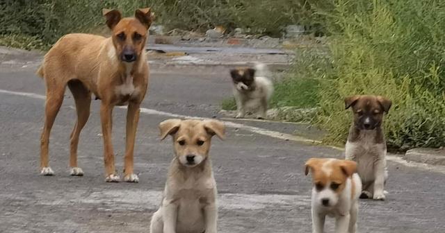 如何训练你的宠物狗狗成为有效的看家犬（以正确的方法和训练，让你的狗狗成为你家的保护者）