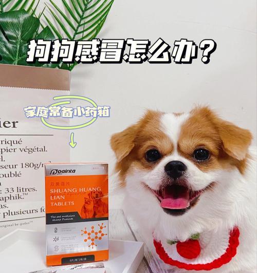 如何有效治疗宠物犬的感冒？（预防感冒从我做起，这些方法帮你轻松应对犬的感冒）