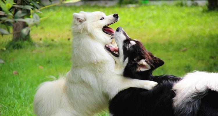 萨摩耶犬饲养秘籍（从宠物到家庭成员，打造与犬同行的生活方式）