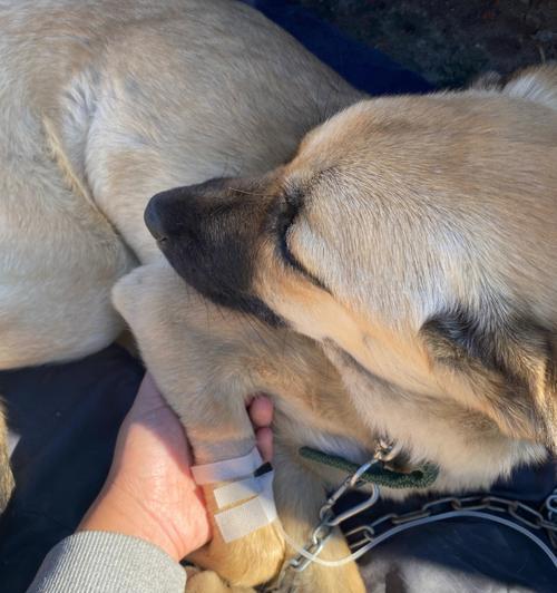 犬细小病毒，宠物主人必须知道的关键信息（了解犬细小病毒，保护你的宠物健康）