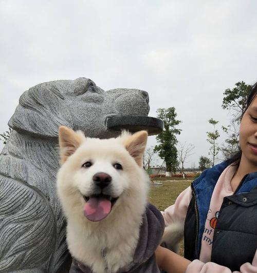 让宠物松狮在比赛中大放异彩（准备与训练是关键，让宠物成为冠军的秘诀就在这里）