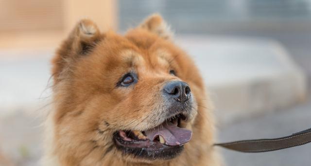 如何正确喂食松狮犬？（健康饮食，让宠物更健康）