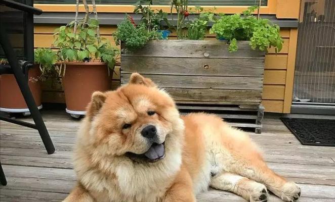 如何解决松狮犬挑食问题（从饮食、环境、训练多方面入手，帮助宠物健康成长）