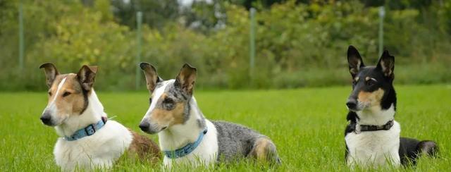 如何训练苏格兰牧羊犬成为理想的宠物