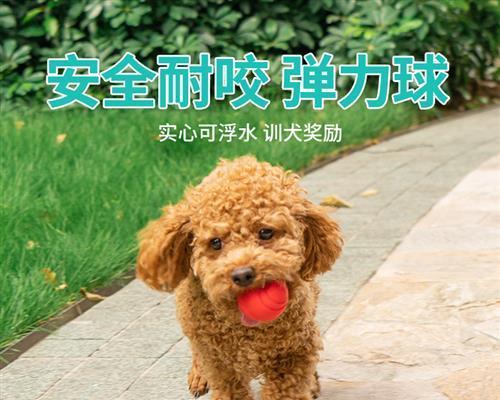 泰迪犬训练秘籍（打造聪明乖巧的宠物）