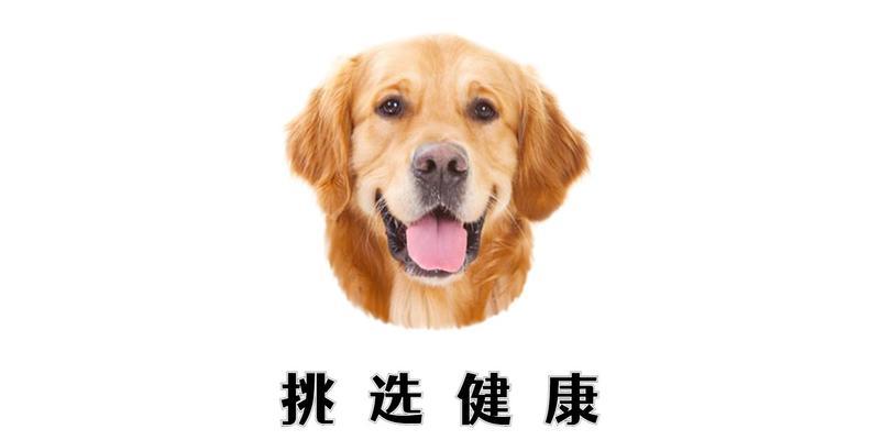 如何挑选适合自己的金毛犬（以性格、品种、健康为基础，多维度考虑选择金毛犬）