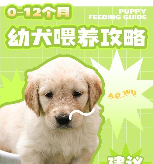 如何正确喂养幼犬？（注意事项和营养要求）