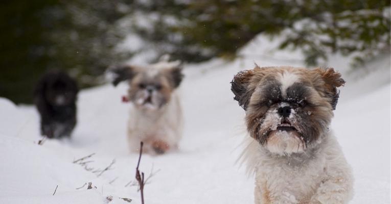 如何解决以西施犬掉毛问题（宠物爱好者必读！掌握这些技巧，让你的西施犬不再掉毛）