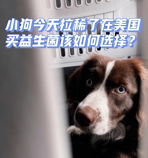 小狗拉稀怎么治疗？（宠物主人必知的拉稀防治措施）