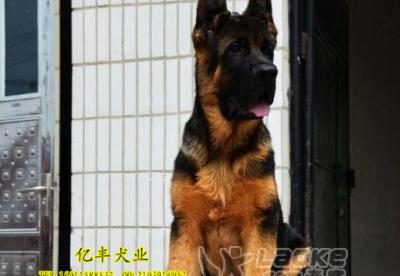 银狐犬笼内训练