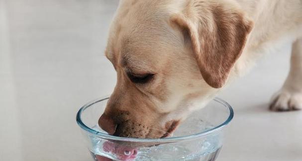 运动，保持犬的健康（让你的宠物快乐、健康地生活）