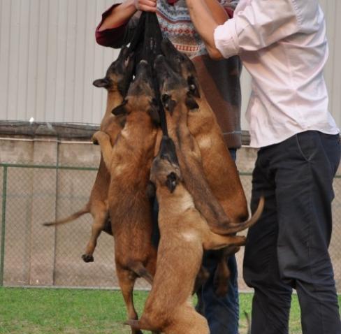 如何选择健康的马犬（如何挑选宠物，让它们健康成长）