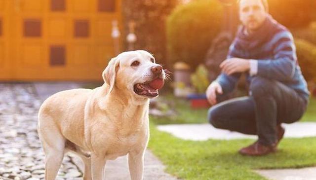 如何预防金毛犬生病（从宠物生活细节做起，助力金毛健康长寿）