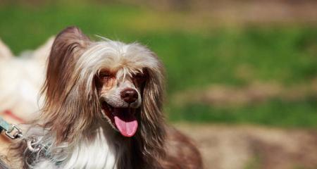 中国冠毛犬是否怕冷？解密这个毛茸茸的宠物！（探究中国冠毛犬适应不同温度的能力）