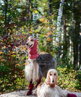 爱宠美容——探秘阿富汗猎犬美容（了解犬种特点，呈现最佳风范）