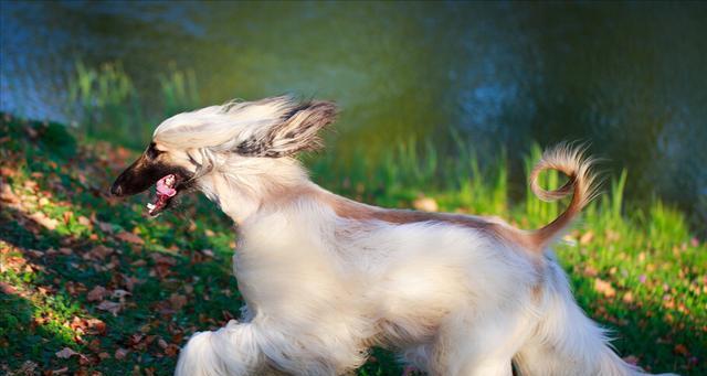 养一只健康的阿富汗猎犬（以宠物为主，喂养细节不可忽视）