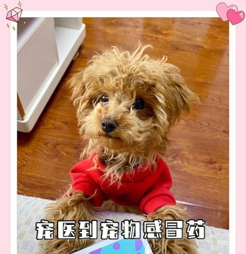 揭秘阿富汗犬肥胖原因（探究阿富汗犬肥胖的诱因及预防方法）