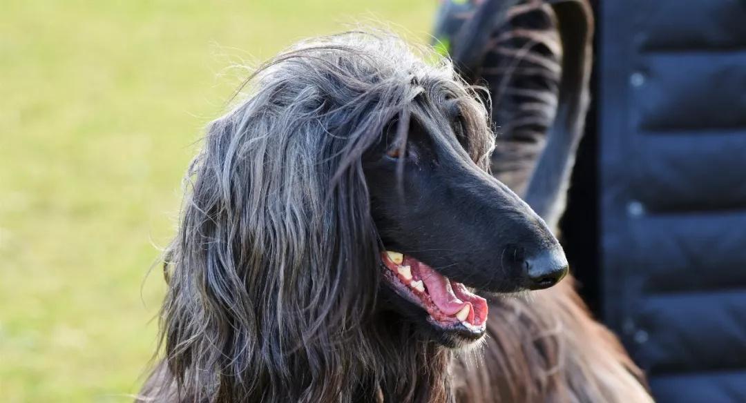 解读阿富汗犬的神经质（探究宠物阿富汗犬存在的心理问题及解决方法）