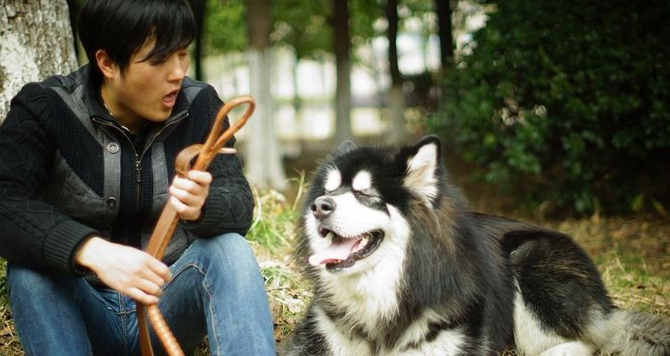 如何科学喂养你的阿拉斯加犬（从幼犬到成年，营养均衡最重要）