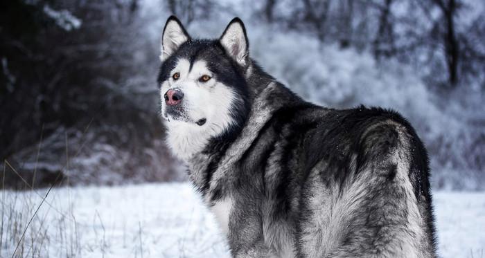 探秘阿拉斯加雪橇犬的宠物魅力（了解最适合家庭的雪橇犬品种与抚养要点）