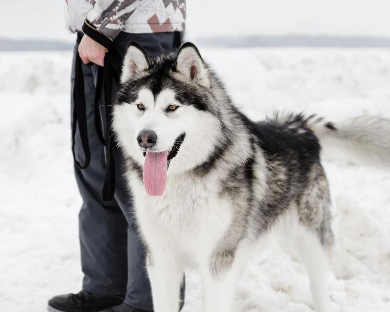 探秘阿拉斯加雪橇犬的性格（以宠物为主的狗狗特征一览）