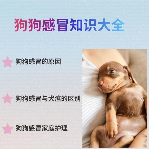 如何给斑点犬术后进行恰当的调养（以宠物为主，关心您的犬的健康）