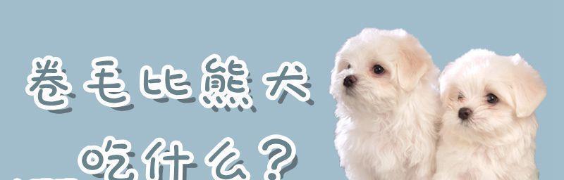 比熊犬怀孕了吃什么？（宠物健康从饮食开始）