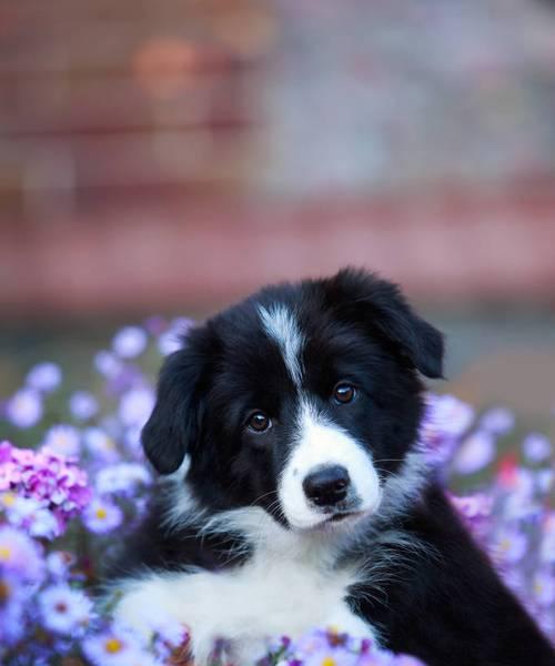 如何选择适合自己的边境牧羊犬（一步步教你如何挑选出理想的宠物犬）