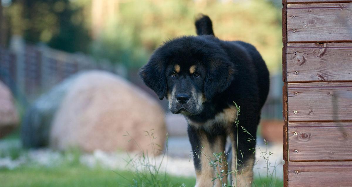 如何鉴别藏獒幼犬的优劣（以宠物为主，全面解析鉴别方法）