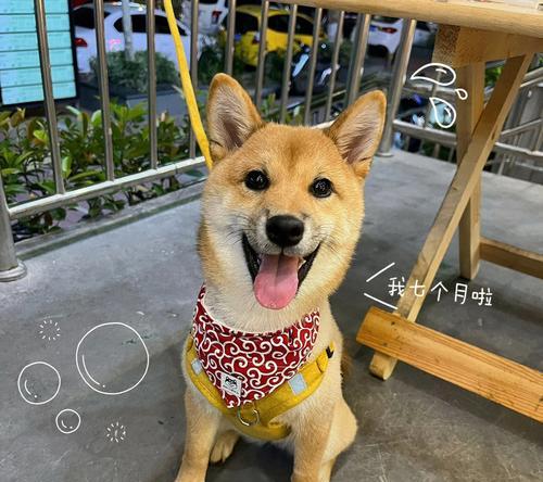 以柴犬几个月开始认主（从独立王子到信任依赖，探寻柴犬与主人的感情历程）