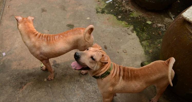 母沙皮犬产后保健指南（15个段落教你如何照顾产后的母沙皮犬）