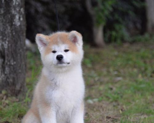 初购秋田犬必知事项（以宠物为主，如何照顾你的秋田犬）