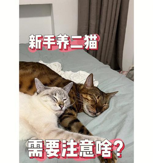 宠物猫也需要打免疫针！（让大猫远离疾病，享受健康生活）