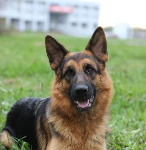 揭秘德国牧羊犬的耐热程度（宠物爱好者必看，了解德国牧羊犬的耐热能力）