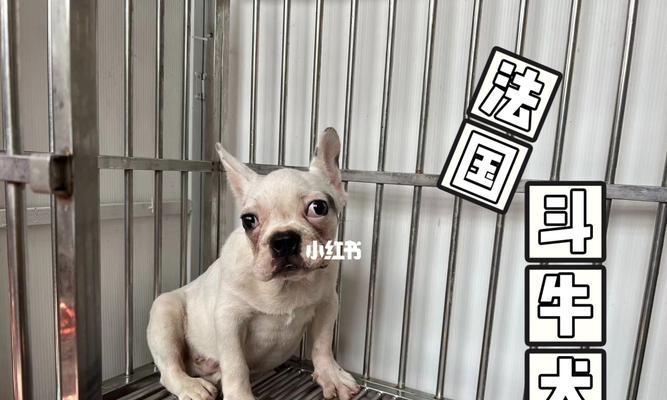 如何给你的斗牛犬进行日常美容护理？（宠物犬美容养护须知，享受健康舒适生活）