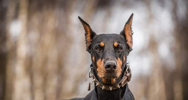 杜宾犬的各项特征标准（了解杜宾犬的体型、毛发、颜色、性格和智商）