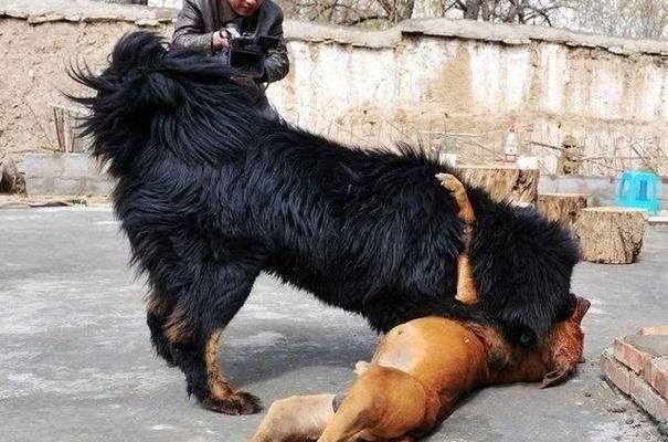 高加索犬是否适合食用海鲜？（探讨高加索犬的饮食习惯，解析海鲜对其的影响。）