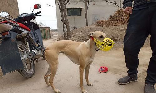 以格力犬能否食用生肉？（探讨以格力犬的饮食偏好及生肉饮食的利弊）