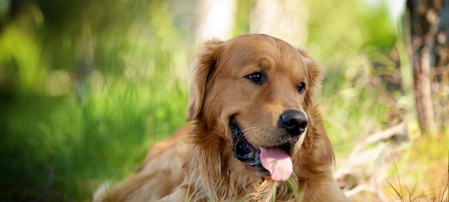 打造金毛犬美容新形象（以宠物为主，详解金毛犬美容步骤）