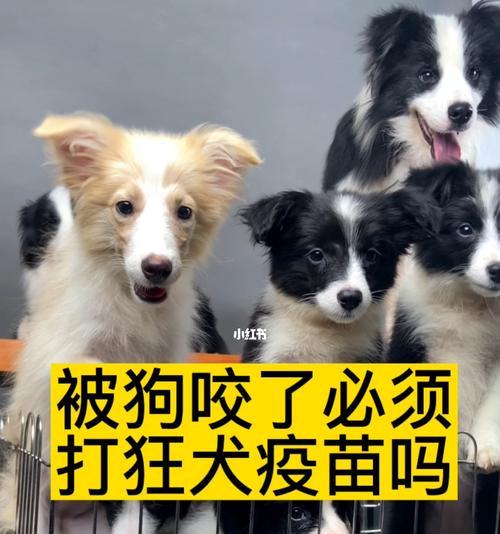 狗狗何时开始打疫苗？（宠物健康保障，从疫苗开始）