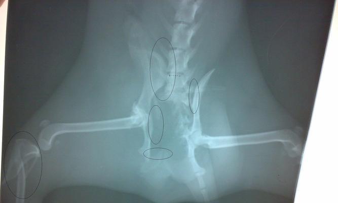 狗狗骨折的应对措施（如何应对宠物狗狗的骨折？）