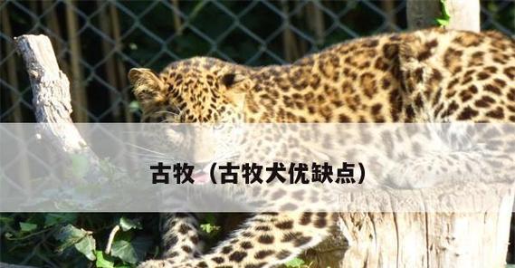 以古牧犬的优缺点（探究以古牧犬的性格特点、适宜环境和训练难度）