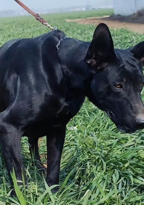 黑狼犬（拥有一只黑狼犬，带来的惊喜和好处）