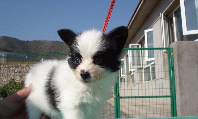 给蝴蝶犬接种疫苗，守护宠物健康（为什么要给蝴蝶犬接种疫苗？）