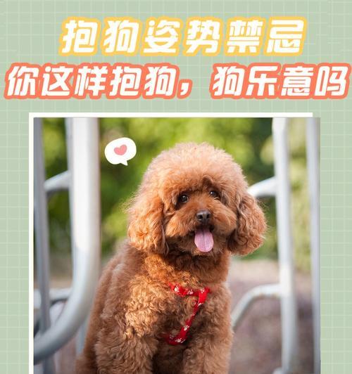 宠物护理（让你的爱犬更舒适健康的抱法）